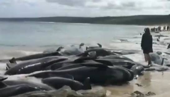 В Австралии на берег выбросились дельфины