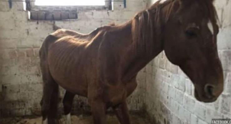 В Киеве в конно-спортивном клубе заморили голодом лошадей