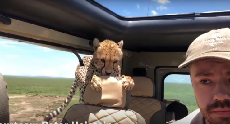 Появилось видео, как гепард запрыгнул в авто с туристами
