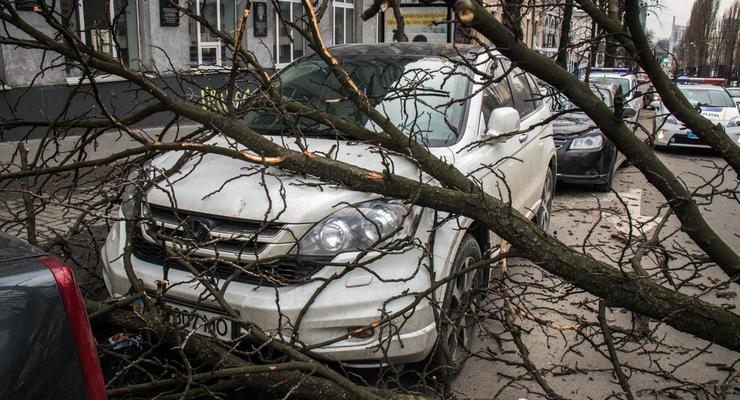 В Киеве дерево повредило два авто