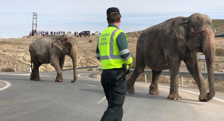 В Испании грузовик со слонами попал в ДТП