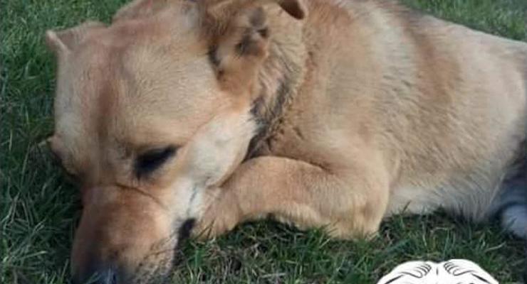 В Одессе охранник рынка умер, не пережив отравления пса