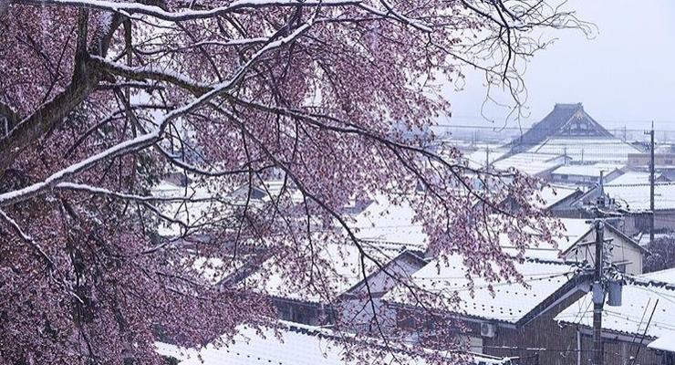 В Японии цветущие сакуры засыпало снегом