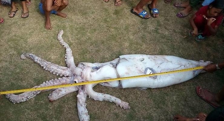 На Филиппинах поймали гигантского кальмара