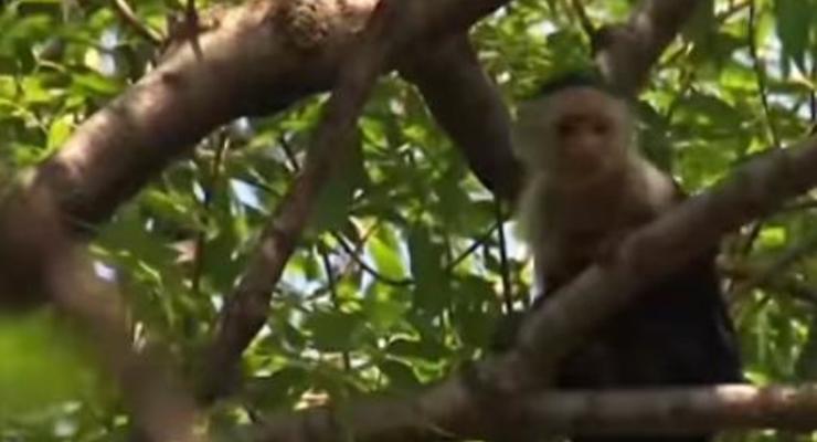 В Мексике две недели ловили сбежавшую обезьяну