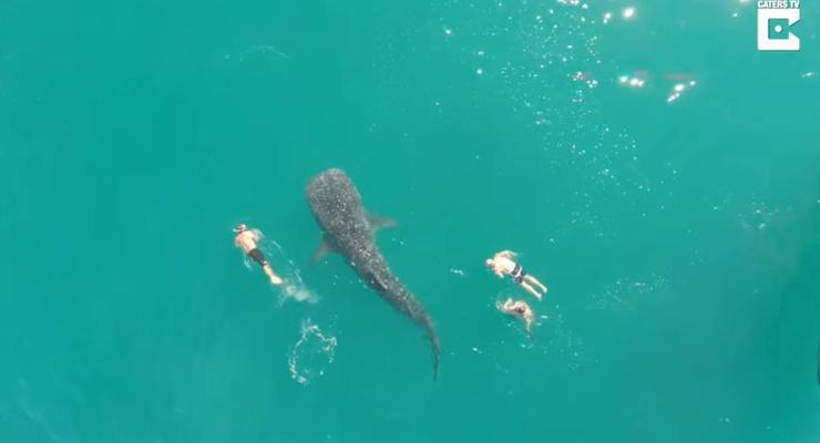 Самая большая акула в мире плавала вместе с людьми