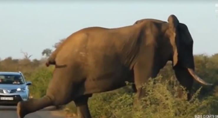 В Южной Африке слон сделал зарядку посреди дороги