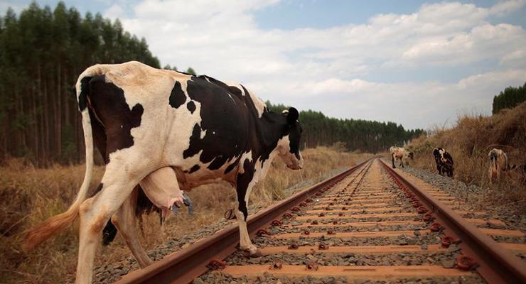 В России поезд протаранил стадо коров