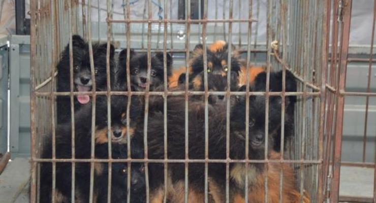 В РФ у жительницы многоэтажки конфисковали сотню собак