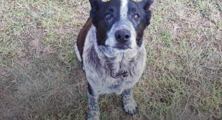 В Австралии старый пес спас трехлетнюю девочку