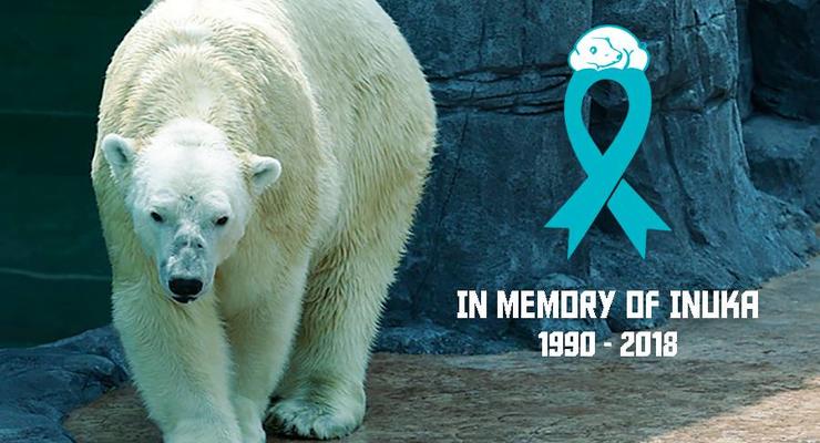 В Сингапуре умер "тропический" белый медведь, первый в мире