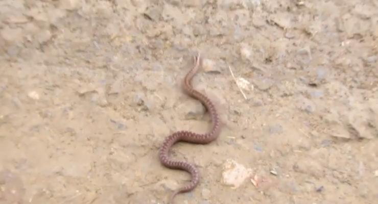 На Прикарпатье участились случаи нападения змей