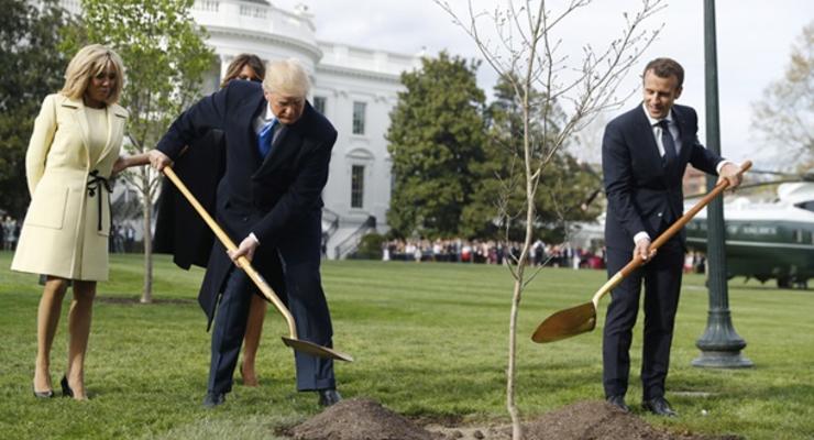 С лужайки Белого дома исчез дуб, привезенный Макроном из Франции - СМИ