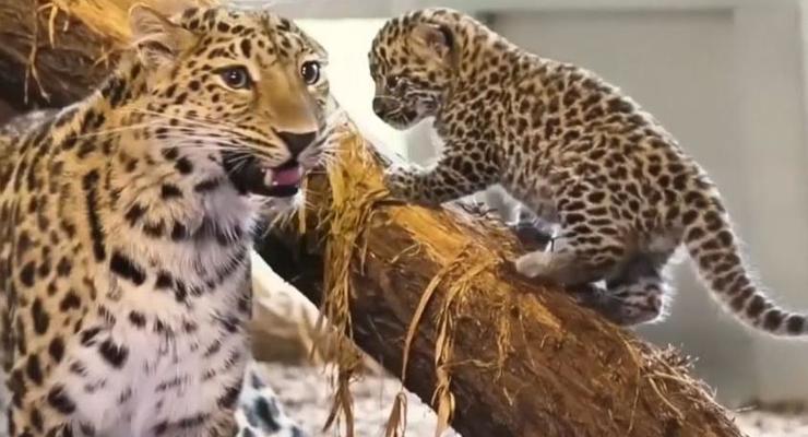 В зоопарке Вены родились малыши редкого леопарда