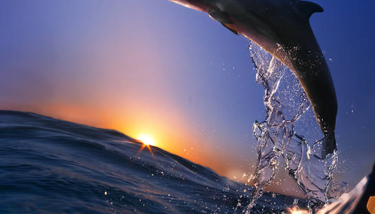 В Крыму оккупанты обвинили украинцев в гибели дельфинов