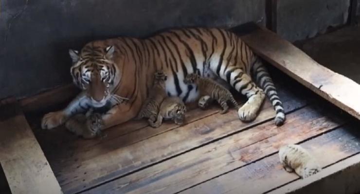 В Китае тигрица родила пять детенышей