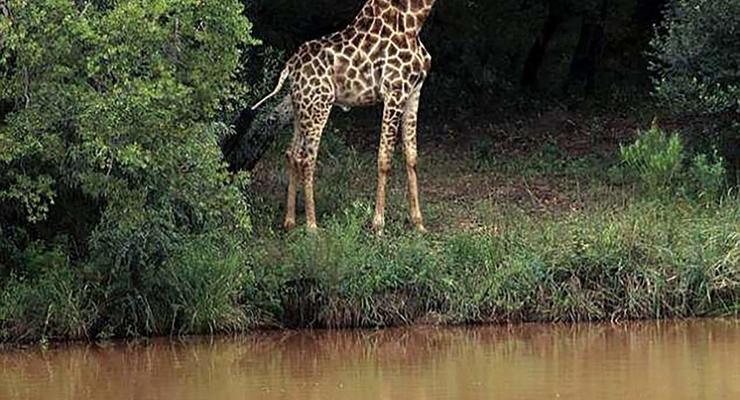 В Африке жираф убил режиссера во время съемок