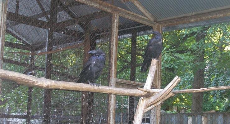 В Киеве продают под застройку дворик с воронами