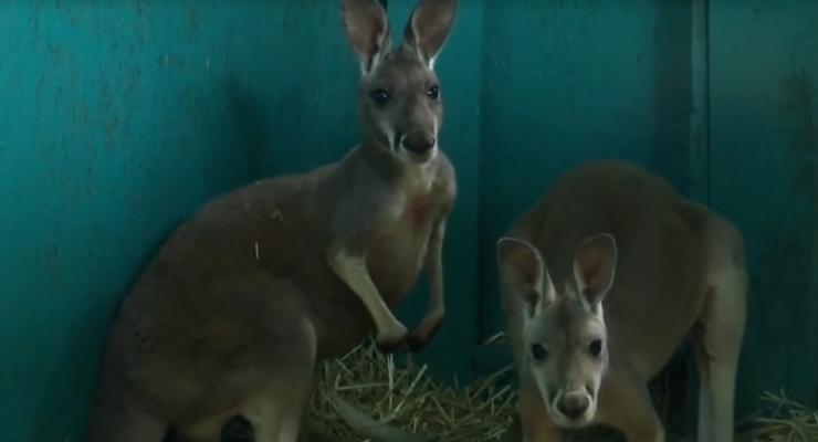 В зоопарке Бердянска появилась пара кенгурят