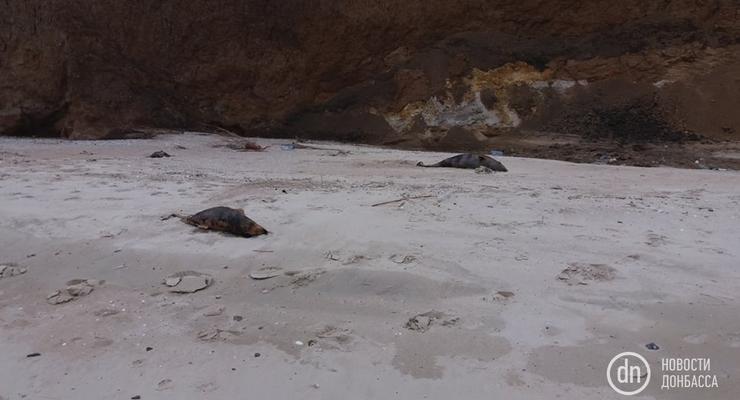 На азовском побережье обнаружили мертвых дельфинов
