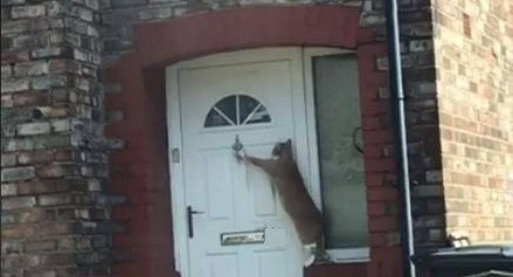 В Великобритании кота научили стучать в дверь