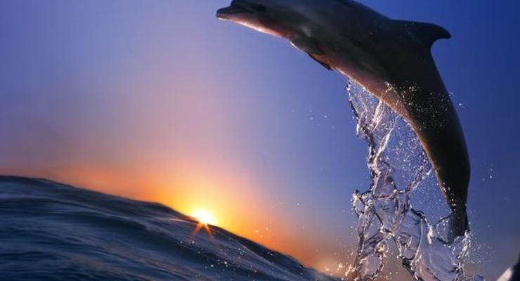В Крыму боевые дельфины ВМСУ погибли от голода