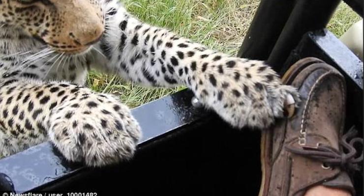 Появилось видео, как леопард играет с ногой туриста
