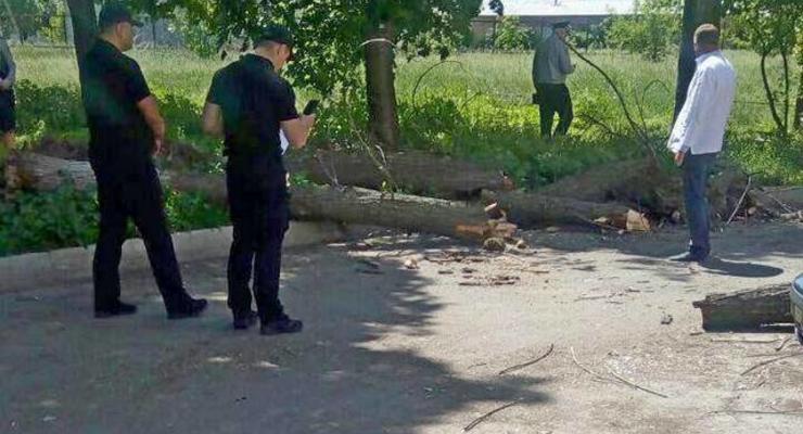В Черкассах на школьников упало дерево