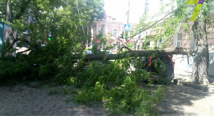 В Одессе дерево упало на три машины