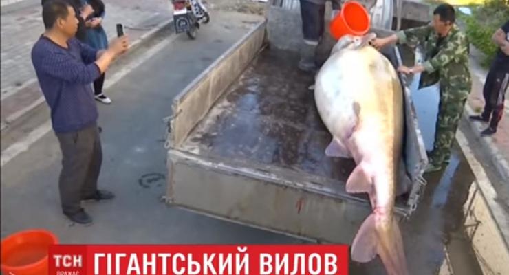 В Китае рыбак поймал гигантскую рыбу калугу