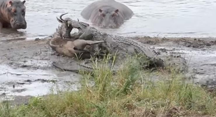 В ЮАР гиппопотамы спасли антилопу от крокодилов