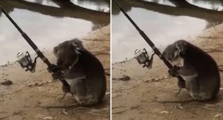 В Австралии коала нашла удочку и "решила рыбачить"