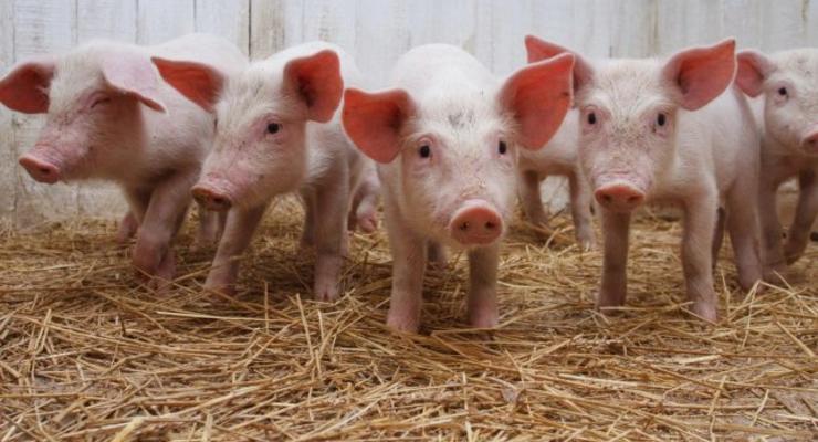 Под Киевом на обочину выбросили зараженную африканской чумой свинью