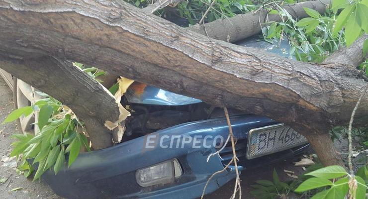В Киеве упавшее дерево повредило четыре автомобиля