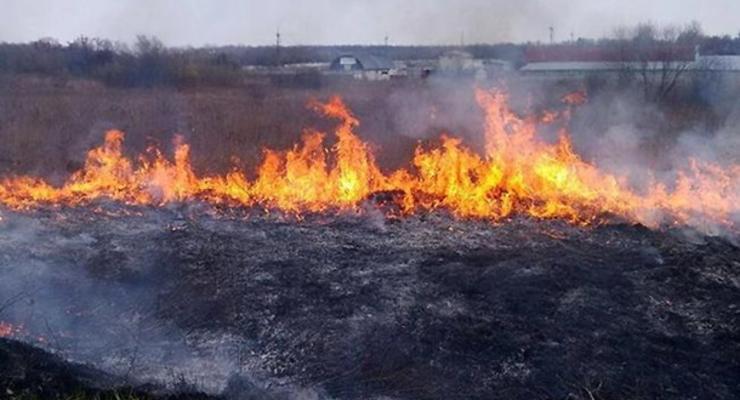 В Херсонской области горит 100 га леса