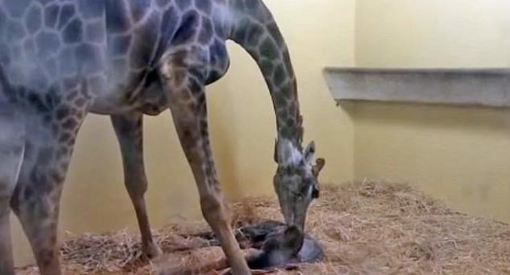 В Португалии посетитель зоопарка убил жирафа