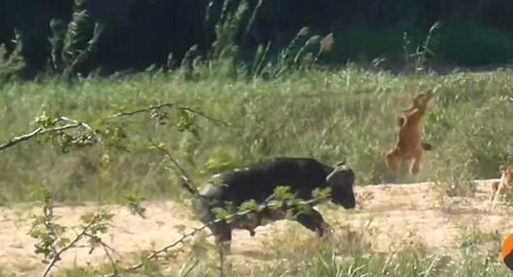 В ЮАР буйвол напал на львенка, защищая ящерицу