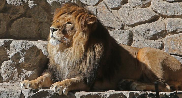 В тернопольском зоопарке на 14-летнего подростка напал лев