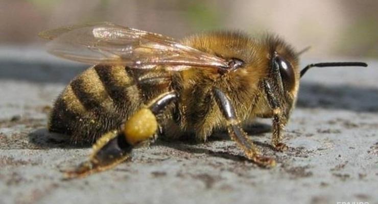 Массовая гибель пчел случилась уже во второй области Украины