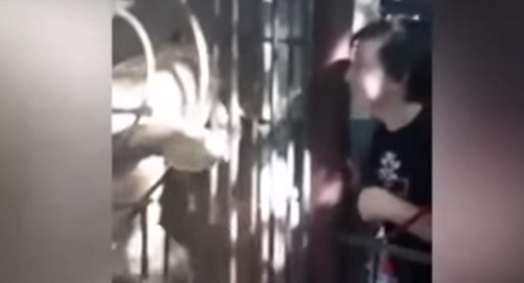 В зоопарке львица напала на ребенка в Тернопольской области