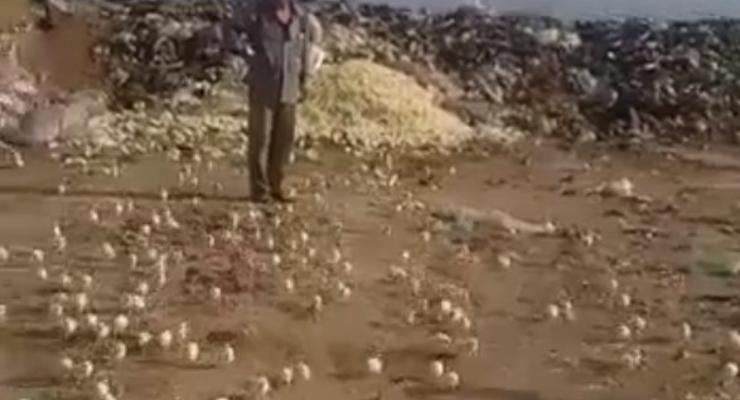 На свалке в Грузии вылупились сотни цыплят