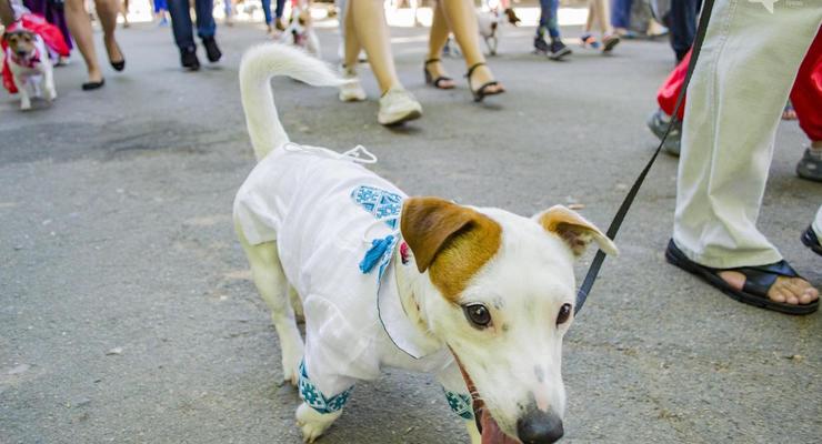В центре Киева прошел парад собак