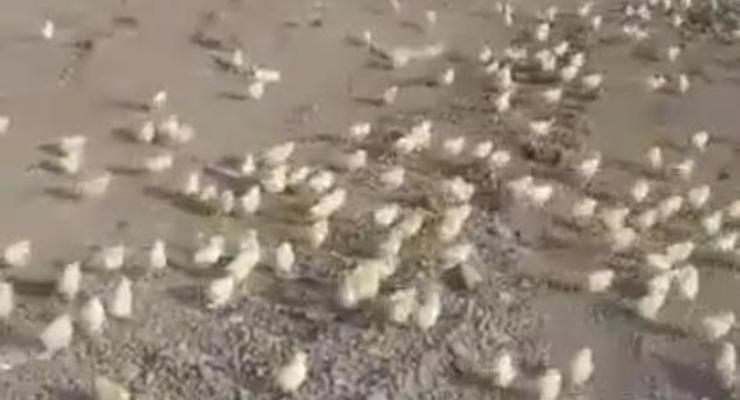 В Грузии на свалке вылупились тысячи цыплят