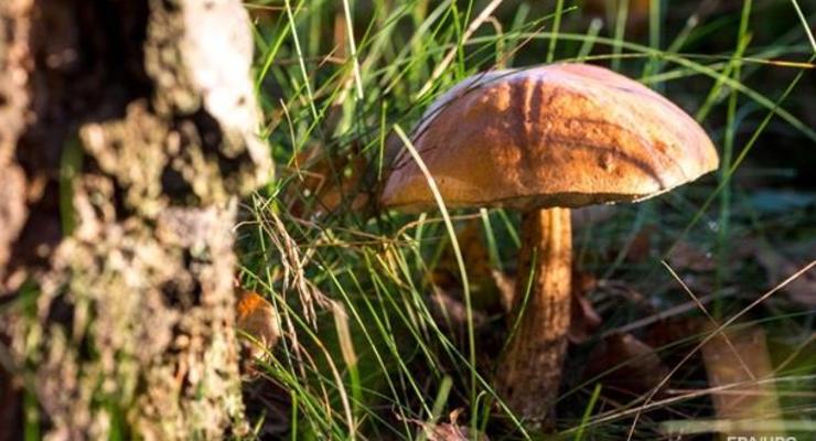 В Луганской области восемь человек отравились грибами
