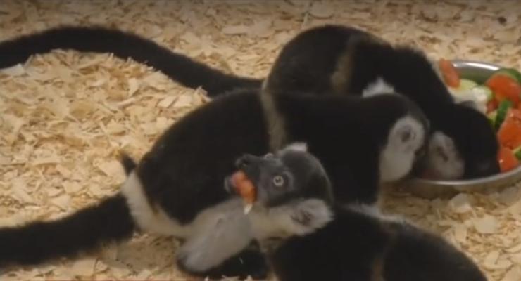 В зоопарке Праги родились черно-белые лемуры