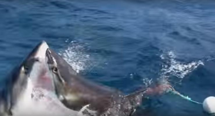 Битва белых акул попала на видео в Австралии