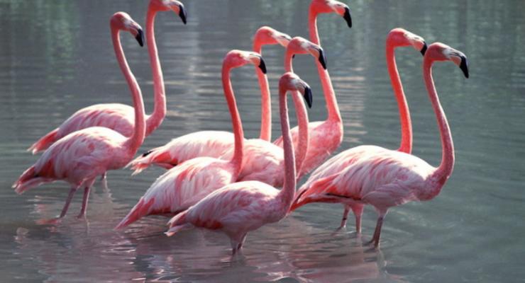 В Херсонскую область прилетели розовые фламинго