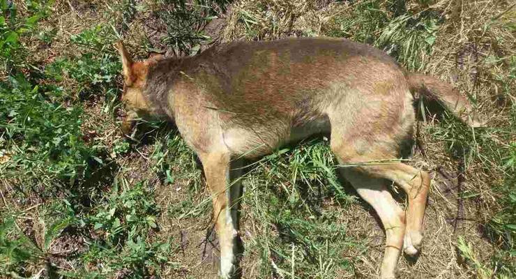 В Кропивницком массово травят собак: животные умирают в судорогах