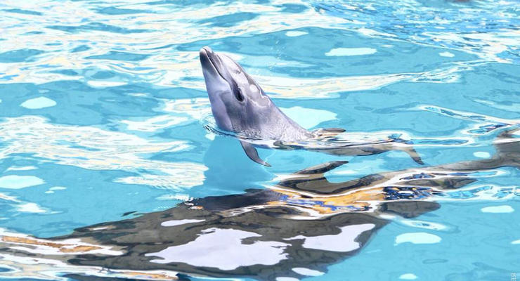 В одесском дельфинарии во время шоу родился дельфиненок