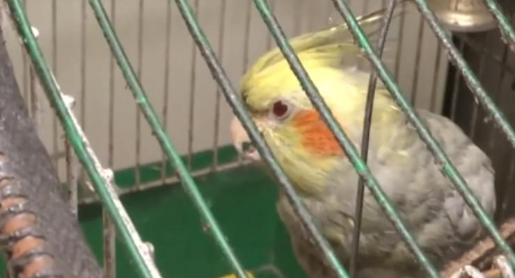 Киевские пожарные спасли из огня попугая: трогательная встреча со спасителем